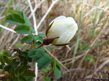 Petites fleurs solitaires roses ou blanches. Agrandir dans une nouvelle fenêtre (ou onglet)